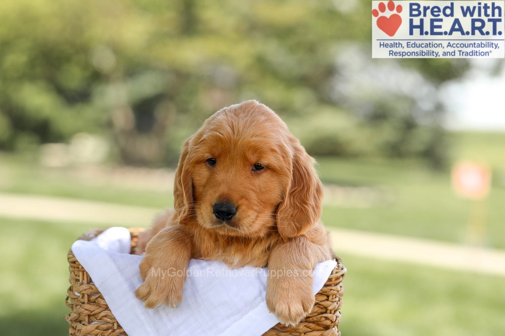Banjo Image of Banjo, a Golden Retriever puppy