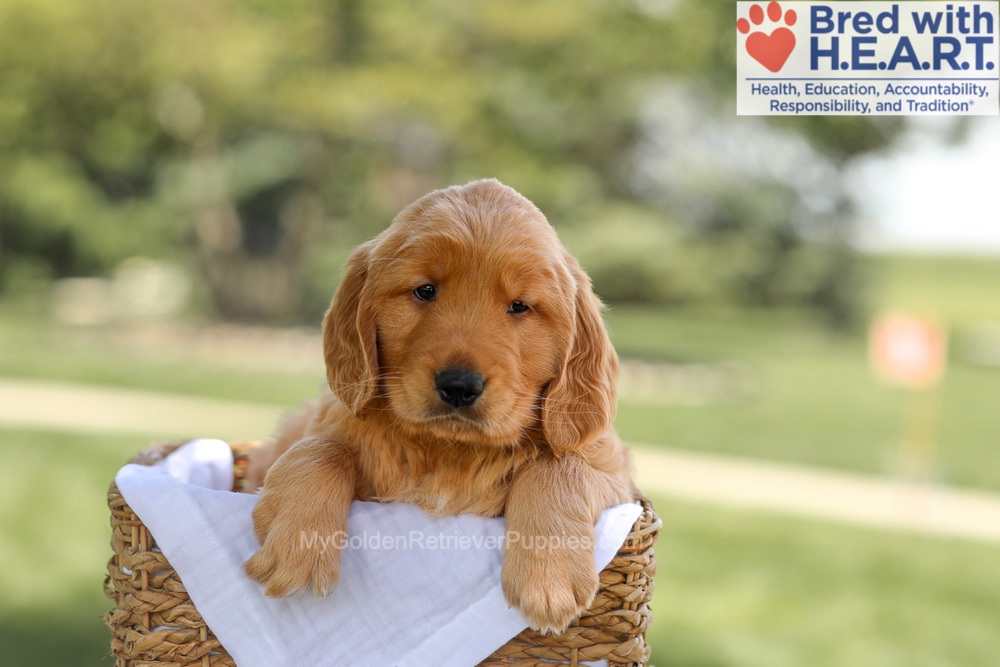 Banjo Image of Banjo, a Golden Retriever puppy