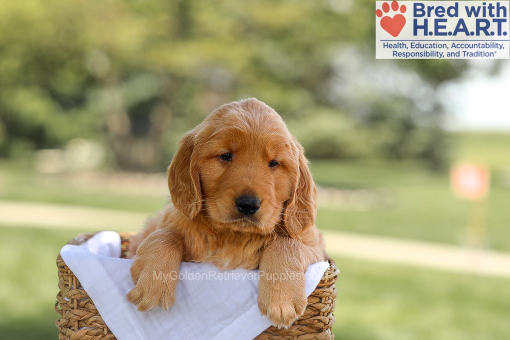 Banjo Image of Banjo, a Golden Retriever puppy