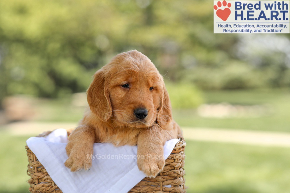 Banjo Image of Banjo, a Golden Retriever puppy