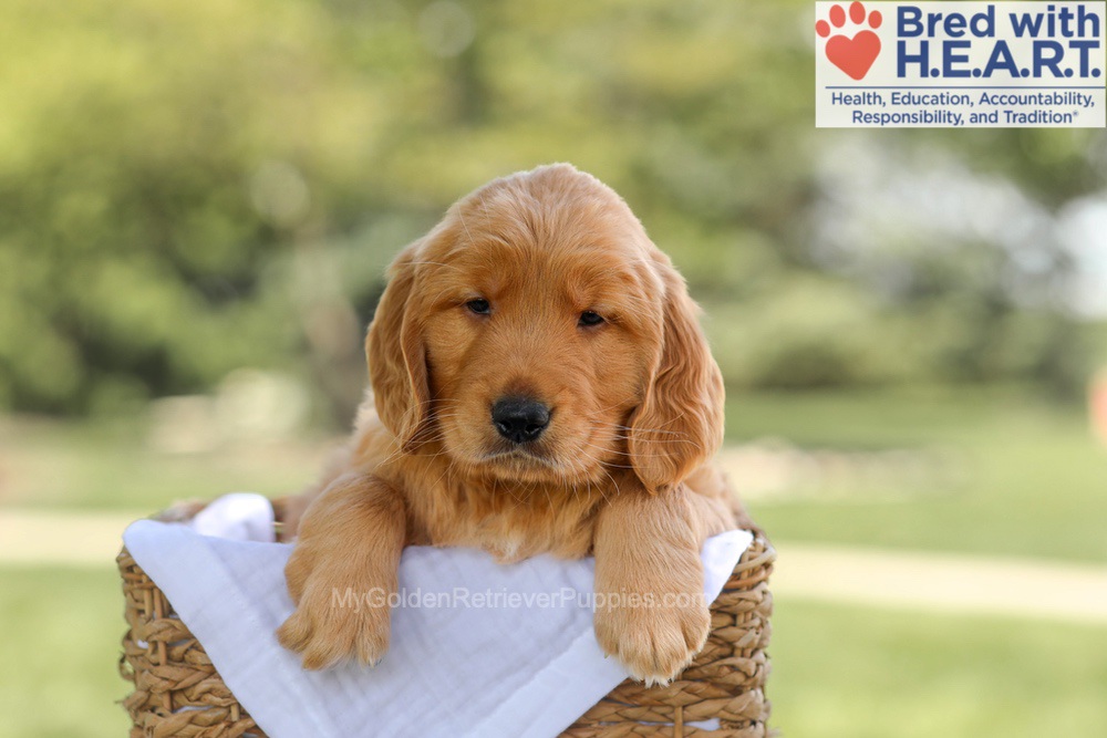 Banjo Image of Banjo, a Golden Retriever puppy