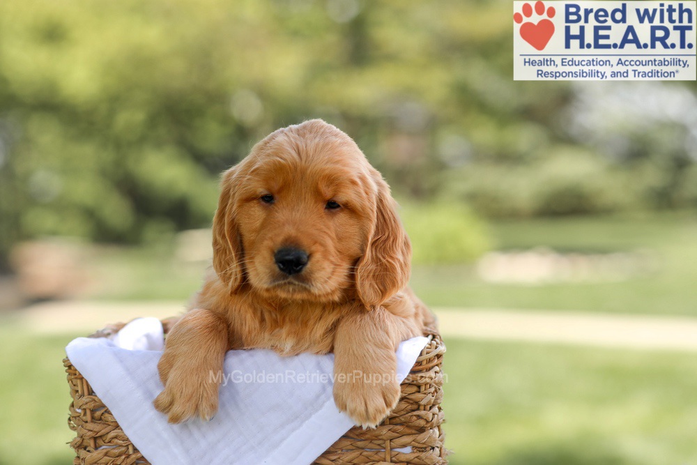 Banjo Image of Banjo, a Golden Retriever puppy