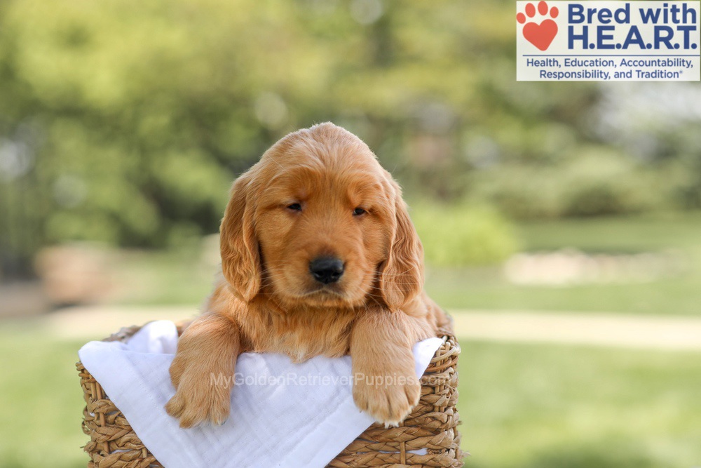 Banjo Image of Banjo, a Golden Retriever puppy
