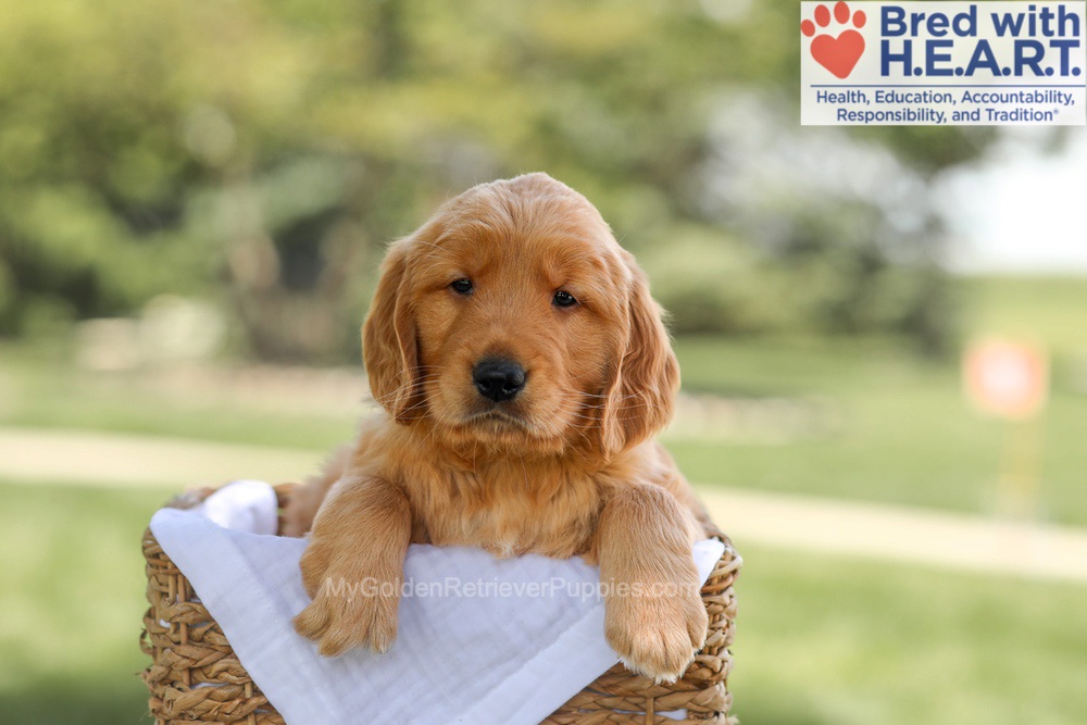 Banjo Image of Banjo, a Golden Retriever puppy