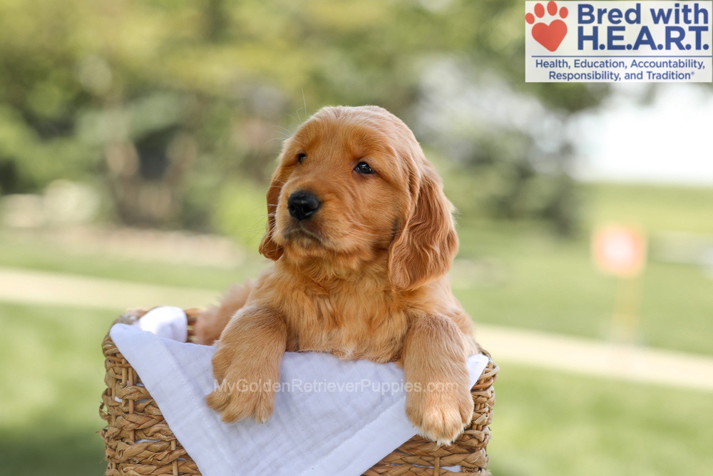 Banjo Image of Banjo, a Golden Retriever puppy