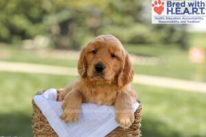 Image of Banjo, a Golden Retriever puppy