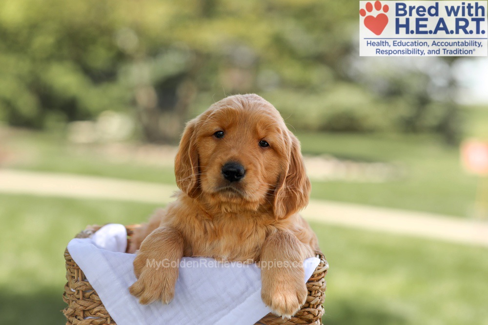 Banjo Image of Banjo, a Golden Retriever puppy