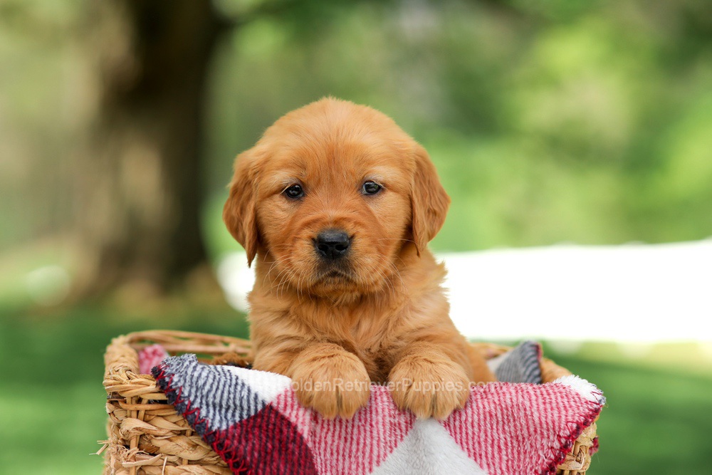 Bella Image of Bella, a Golden Retriever puppy