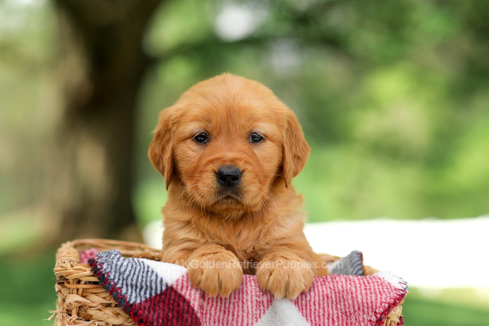 Bella Image of Bella, a Golden Retriever puppy