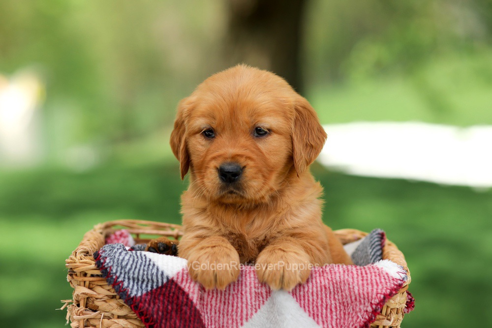 Bella Image of Bella, a Golden Retriever puppy