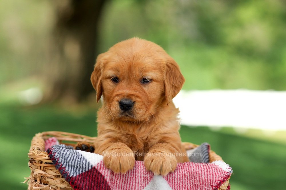 Bella Image of Bella, a Golden Retriever puppy