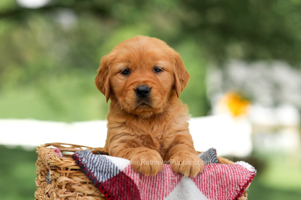 Bella Image of Bella, a Golden Retriever puppy