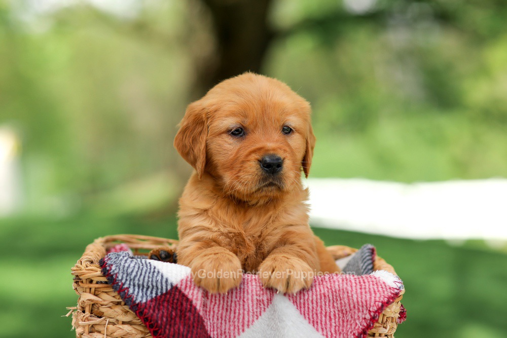 Bella Image of Bella, a Golden Retriever puppy