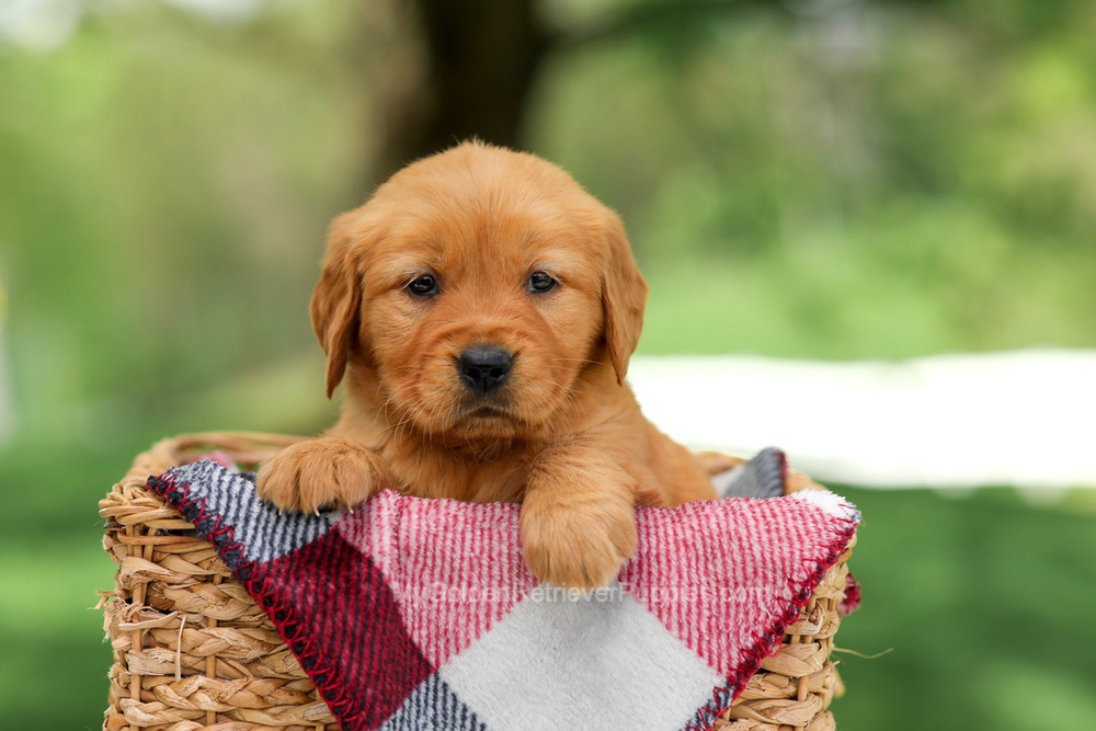 Bella Image of Bella, a Golden Retriever puppy