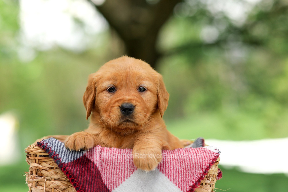 Bella Image of Bella, a Golden Retriever puppy