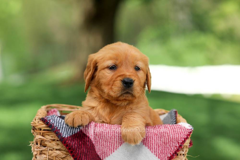 Bella Image of Bella, a Golden Retriever puppy