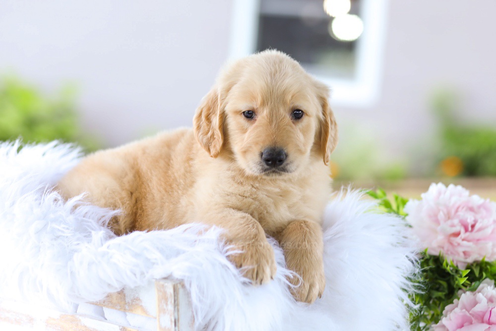Berry Image of Berry, a Golden Retriever puppy