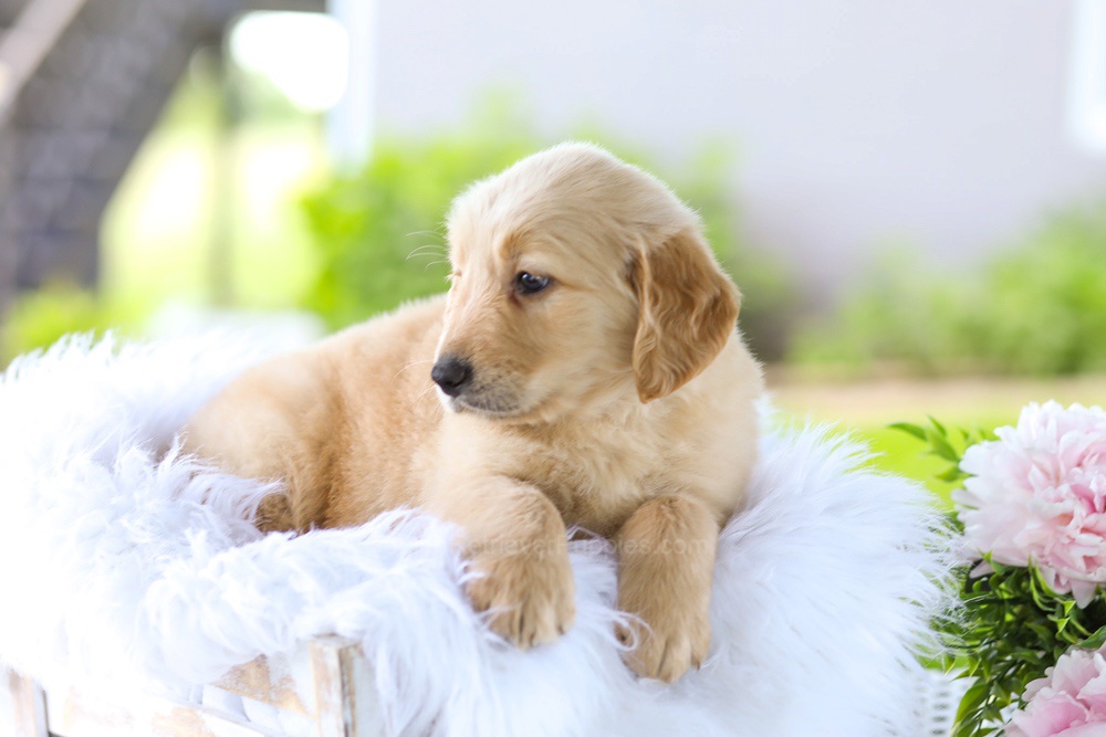 Berry Image of Berry, a Golden Retriever puppy