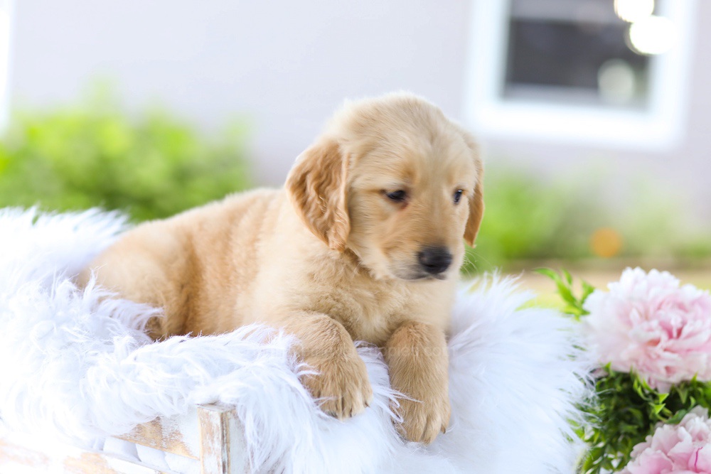 Berry Image of Berry, a Golden Retriever puppy