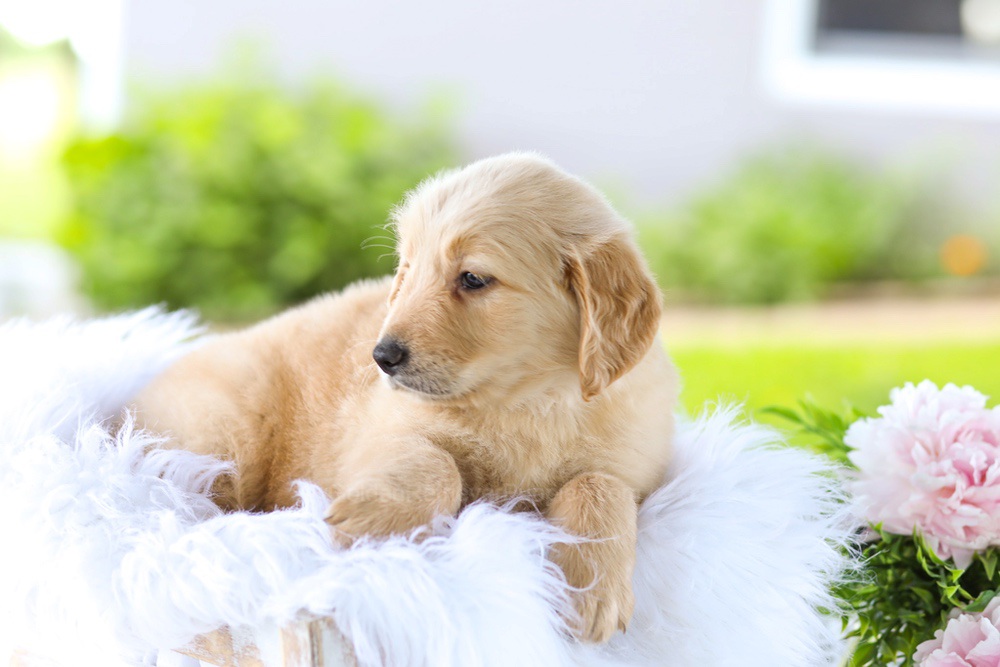 Berry Image of Berry, a Golden Retriever puppy