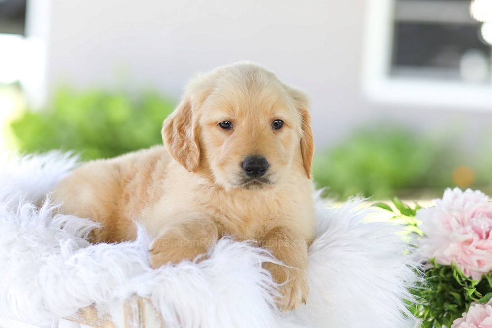 Berry Image of Berry, a Golden Retriever puppy