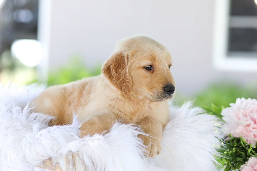 Berry Image of Berry, a Golden Retriever puppy