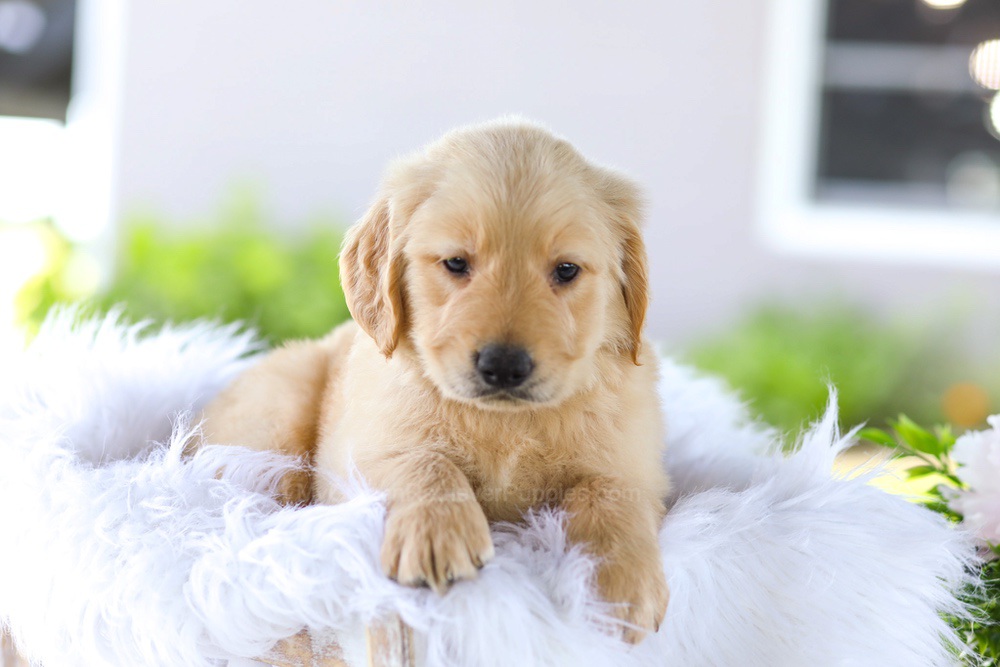 Berry Image of Berry, a Golden Retriever puppy