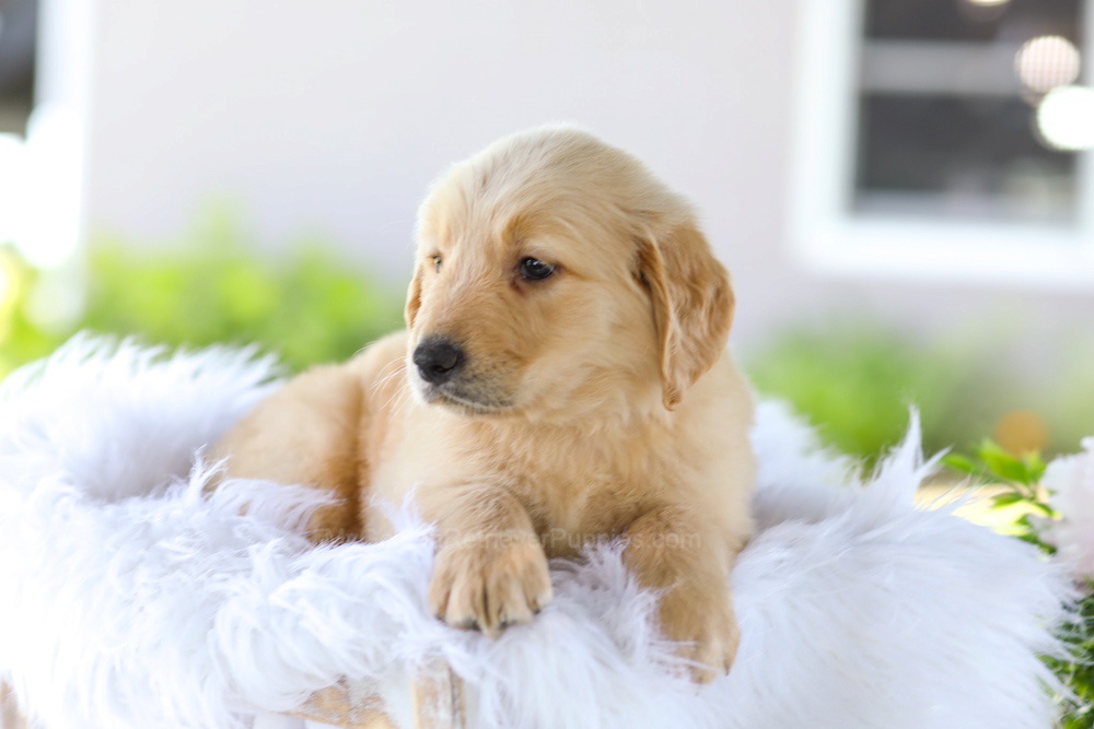 Berry Image of Berry, a Golden Retriever puppy