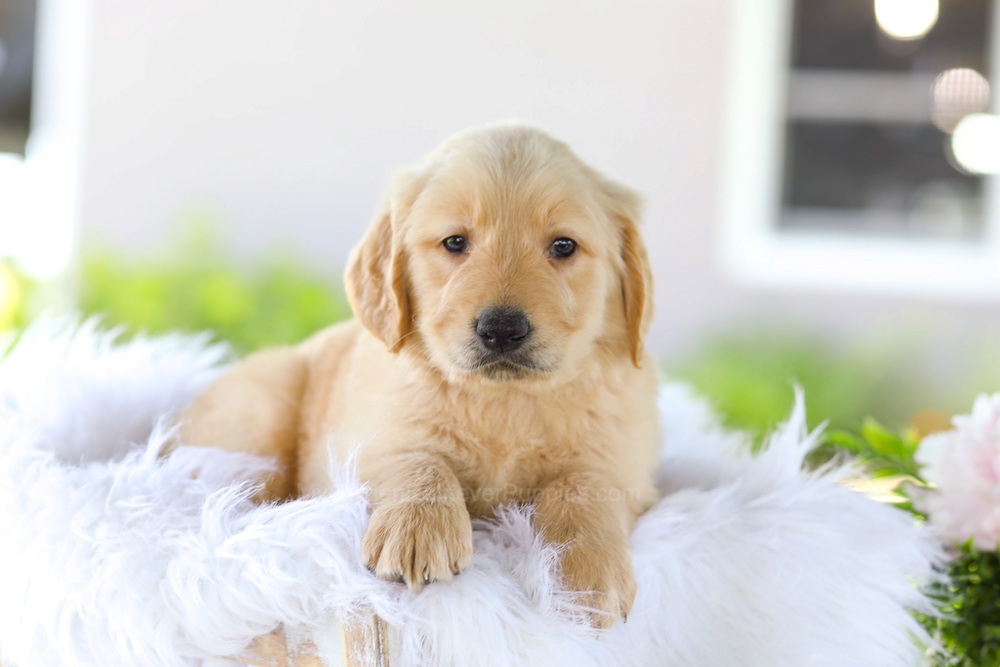 Berry Image of Berry, a Golden Retriever puppy