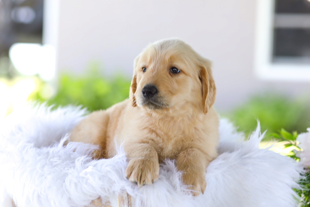 Berry Image of Berry, a Golden Retriever puppy