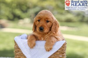 Image of Blossom, a Golden Retriever puppy