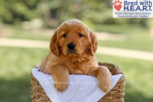 Image of Bluebell, a Golden Retriever puppy