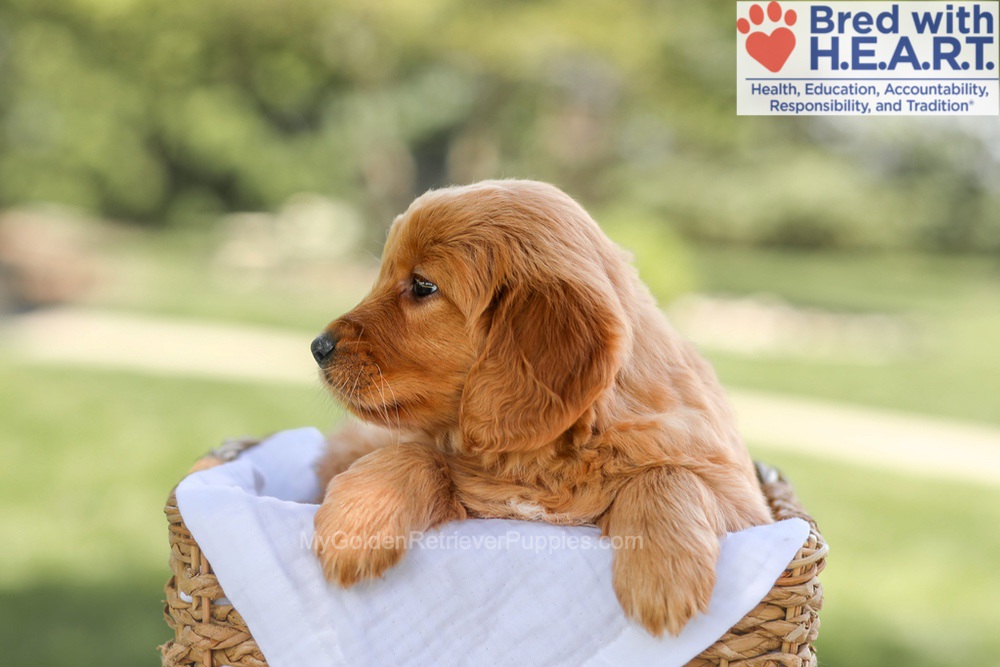 Brielle Image of Brielle, a Golden Retriever puppy