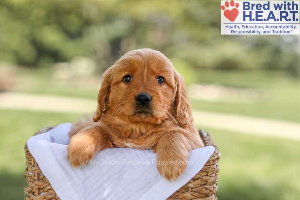 Brielle Image of Brielle, a Golden Retriever puppy