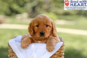 Image of Brielle, a Golden Retriever puppy