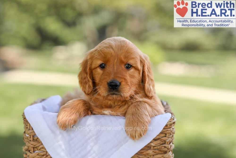 Brielle Image of Brielle, a Golden Retriever puppy
