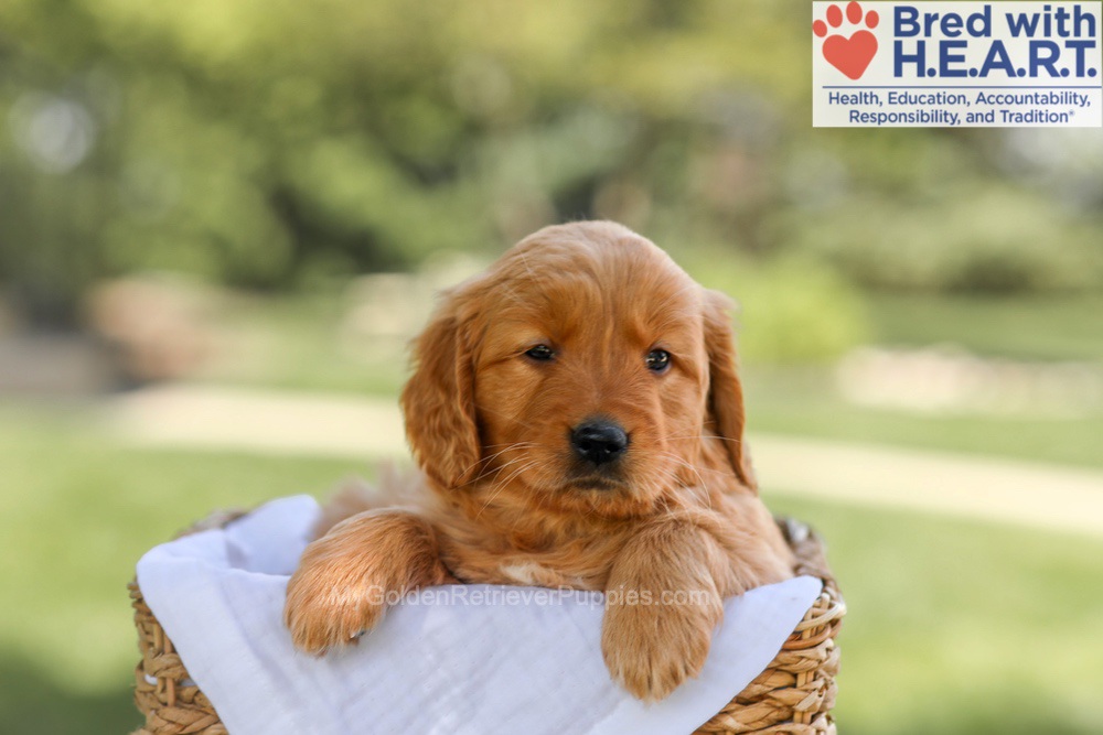 Brielle Image of Brielle, a Golden Retriever puppy