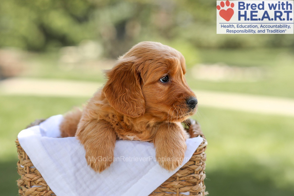 Brielle Image of Brielle, a Golden Retriever puppy