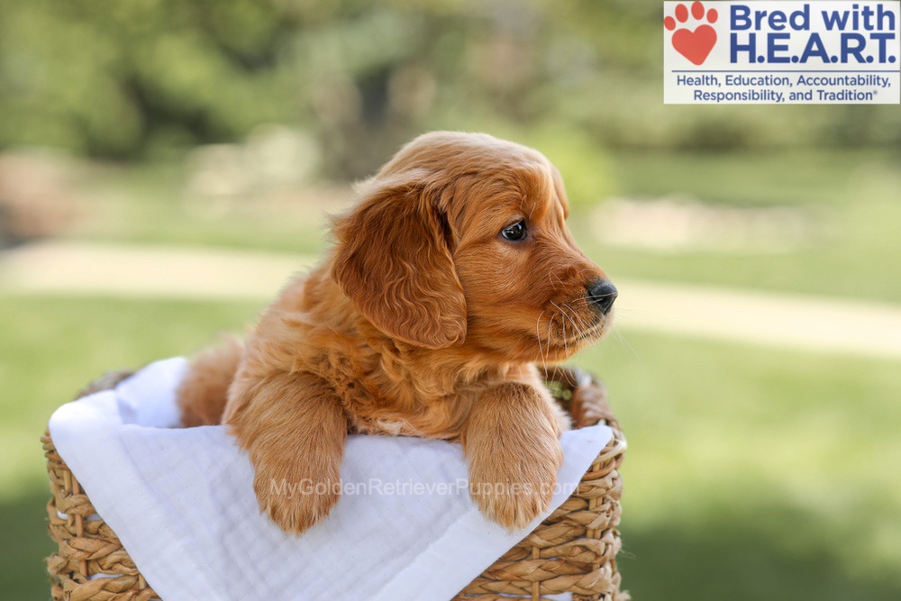 Brielle Image of Brielle, a Golden Retriever puppy