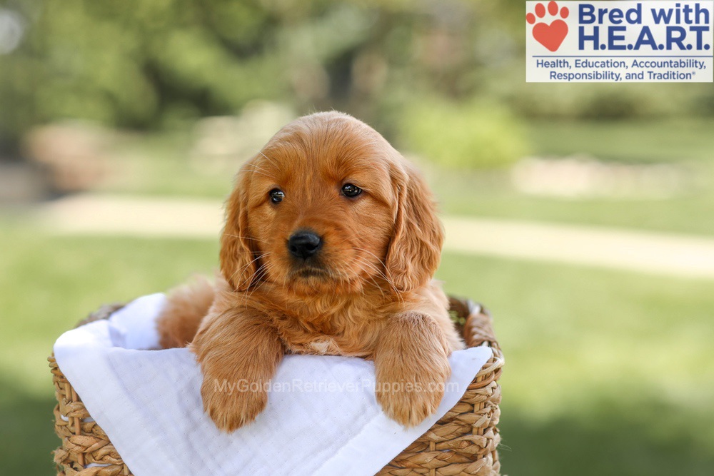 Brielle Image of Brielle, a Golden Retriever puppy
