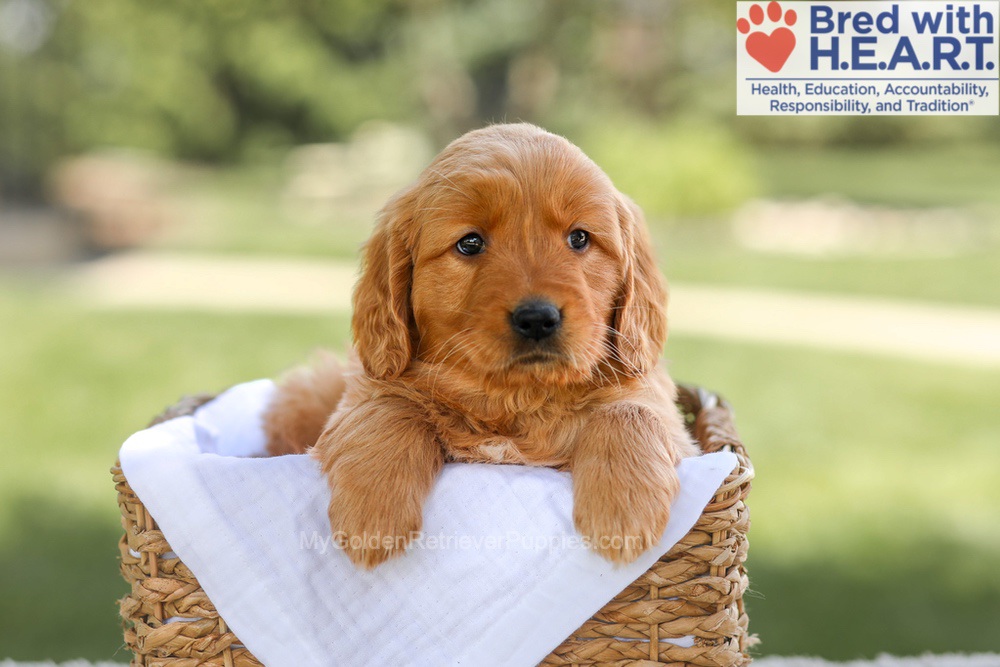 Brielle Image of Brielle, a Golden Retriever puppy