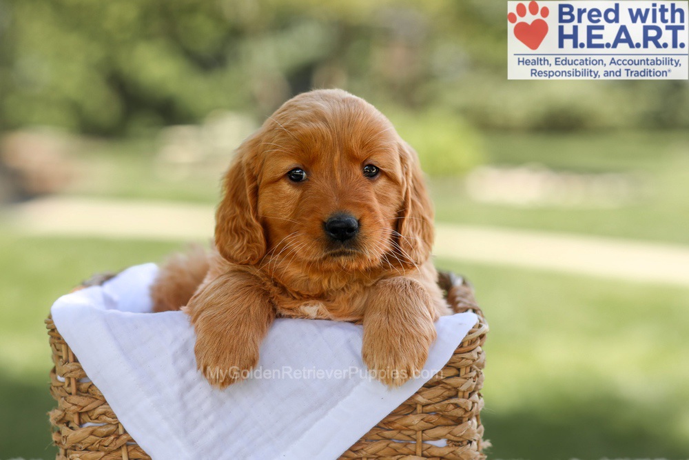 Brielle Image of Brielle, a Golden Retriever puppy