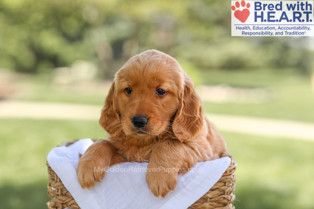 Brinley Image of Brinley, a Golden Retriever puppy