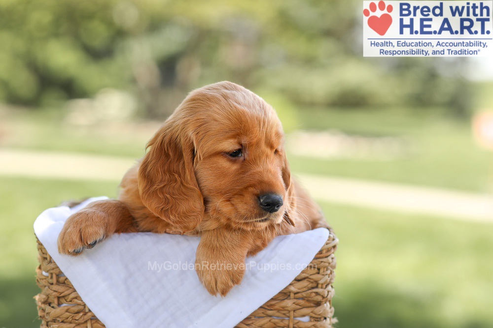 Brinley Image of Brinley, a Golden Retriever puppy