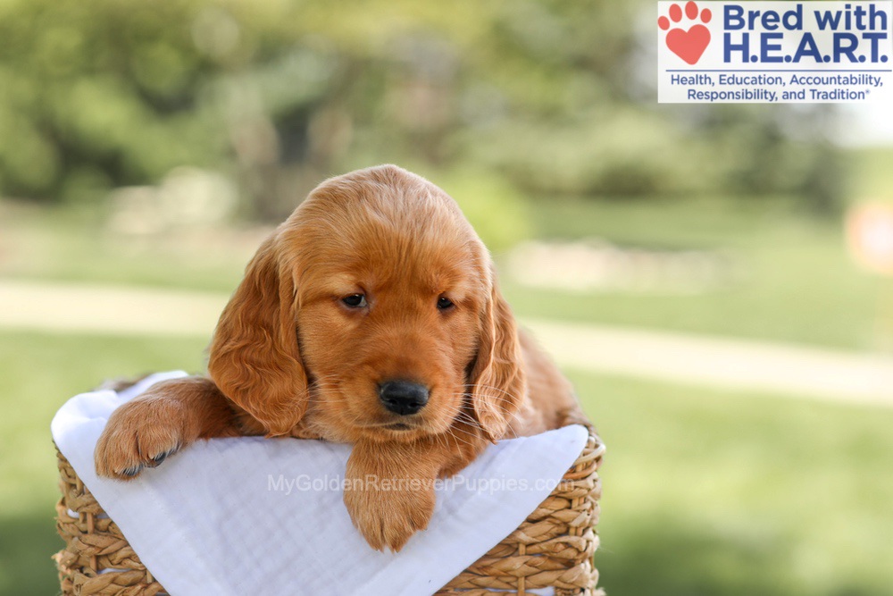 Brinley Image of Brinley, a Golden Retriever puppy