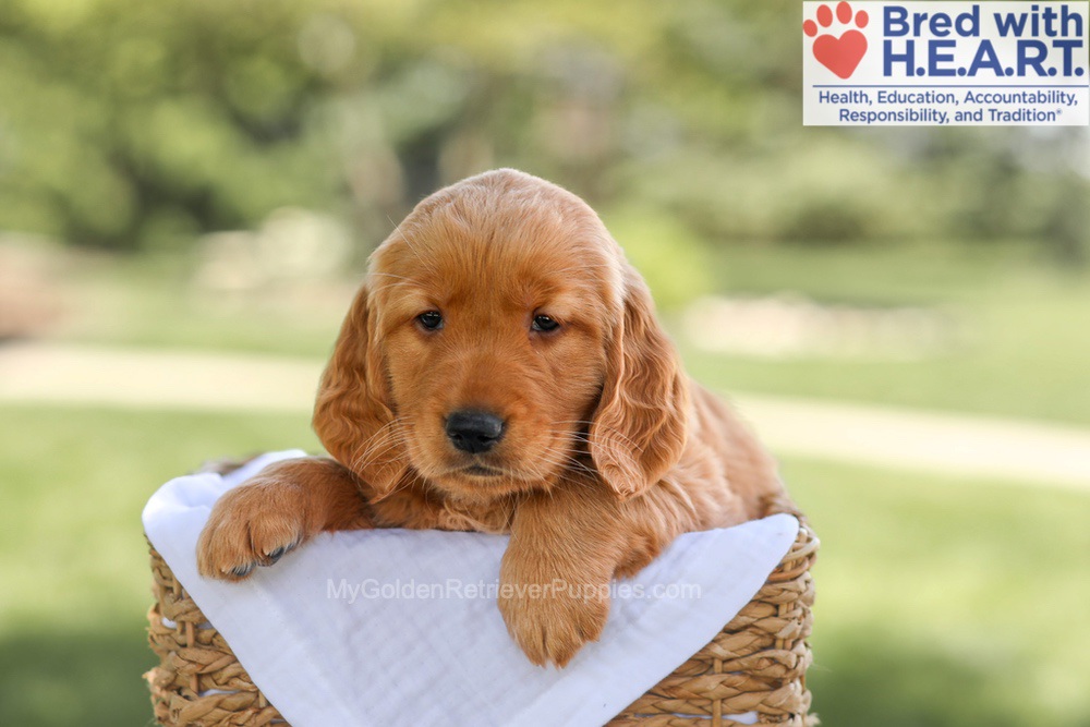 Brinley Image of Brinley, a Golden Retriever puppy
