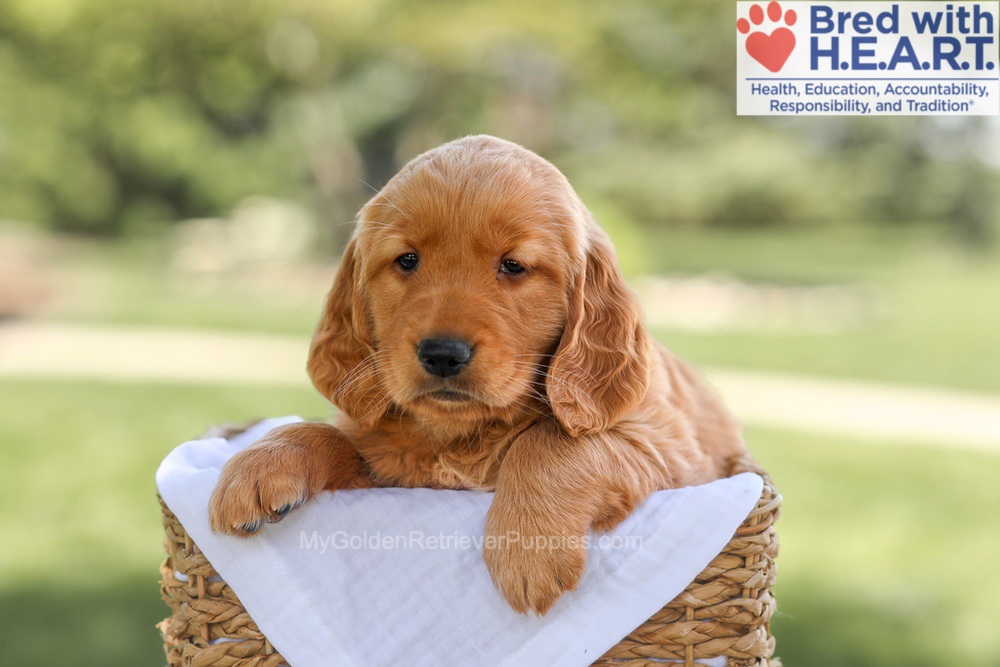 Brinley Image of Brinley, a Golden Retriever puppy