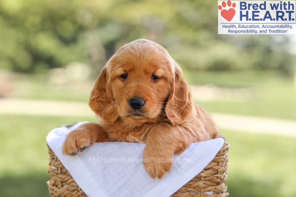 Brinley Image of Brinley, a Golden Retriever puppy