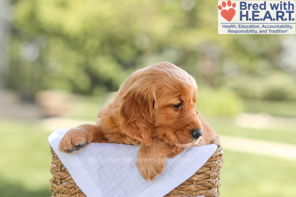 Brinley Image of Brinley, a Golden Retriever puppy
