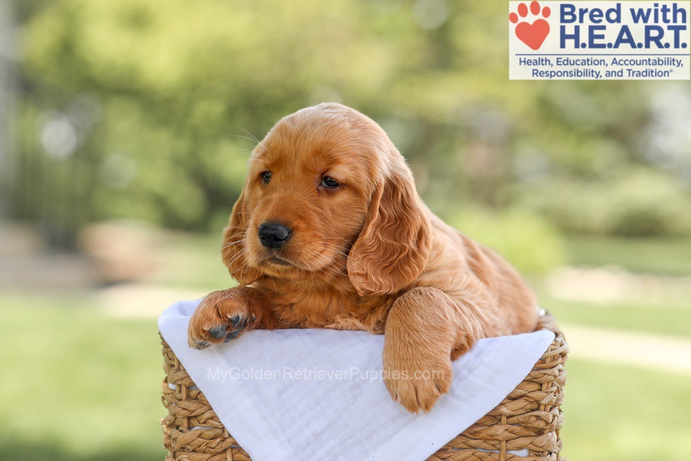Brinley Image of Brinley, a Golden Retriever puppy